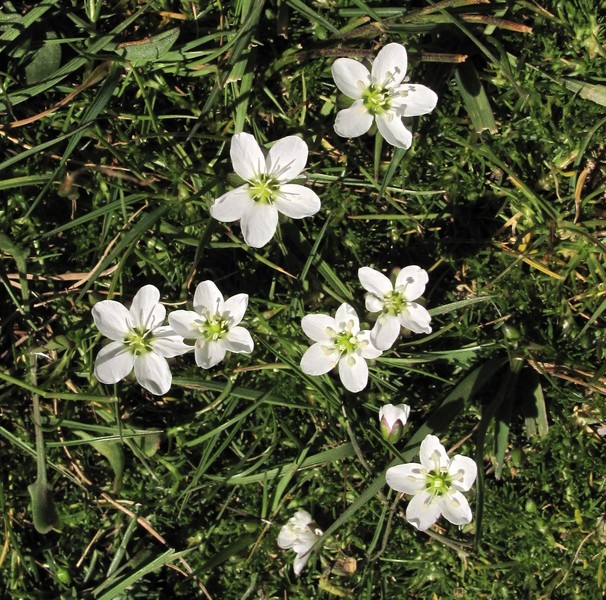 Sagina pilifera